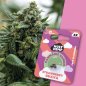 Preview: Holy Hemp Strawberry Guava – Verpackung mit 3 Samen und im Hintergrund eine Nahaufnahme der blühenden Pflanze mit dichten, harzigen Buds und orangefarbenen Härchen.