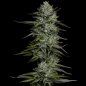 Preview: Humboldt Seed Co. Redemption Indica Feminisiert Pflanze