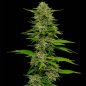 Preview: Humboldt Seed Company One Love Sativa feminisierte Cannabissamen Pflanze