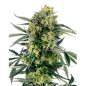 Preview: Nahaufnahme der Sensi Seeds Blueberry Zkittlez Automatic mit kräftigen Buds und intensiver Trichomen-Bedeckung.