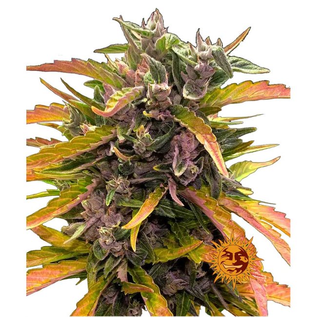 Nahaufnahme eines Gorilla Glue Auto Buds mit dichten, harzigen Blüten, orangefarbenen Blütenstempeln und einer glänzenden Schicht aus Trichomen.