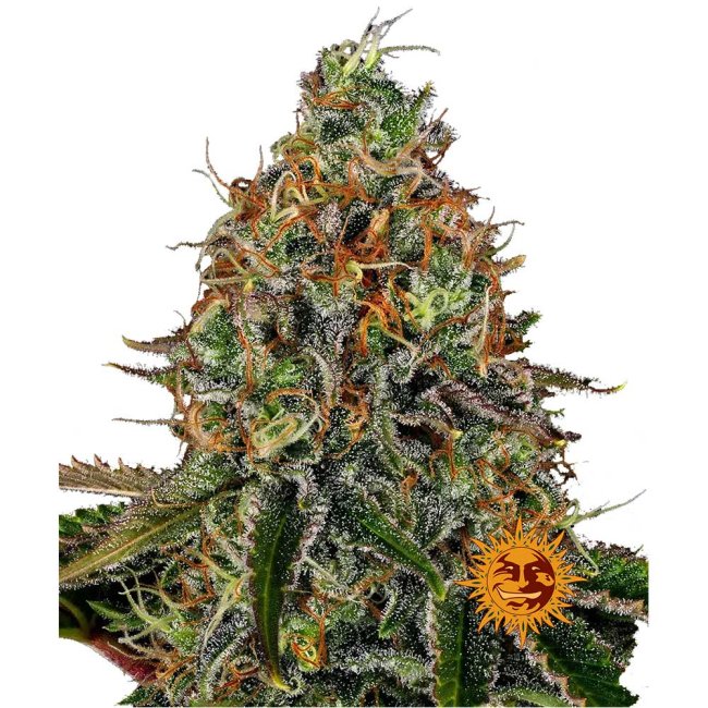 Nahaufnahme eines Tangerine Dream Auto Buds mit dichten, harzigen Blüten, leuchtend orangefarbenen Blütenstempeln und einer glitzernden Schicht aus Trichomen.