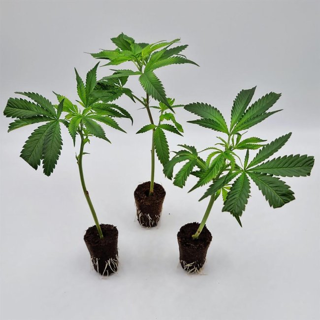3er-Set bewurzelter Biscotti Mintz Stecklinge – gezüchtet von Static Plants