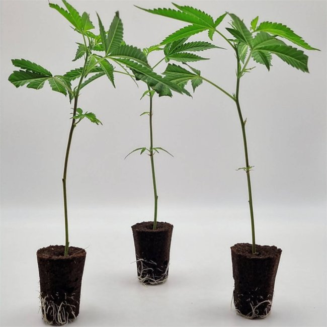 Dos Si Dos 33 Stecklinge 3er-Set von Static Plants
