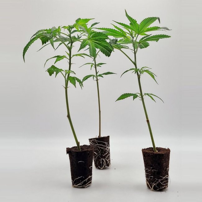 3er-Set bewurzelter Mimosa x Orange Punch Stecklinge – frisch geliefert von Static Plants