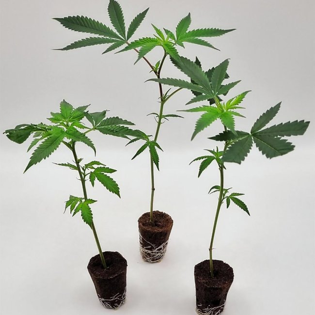 3er-Set bewurzelte Purple Punch Stecklinge – stark, stabil und bereit für deinen Grow