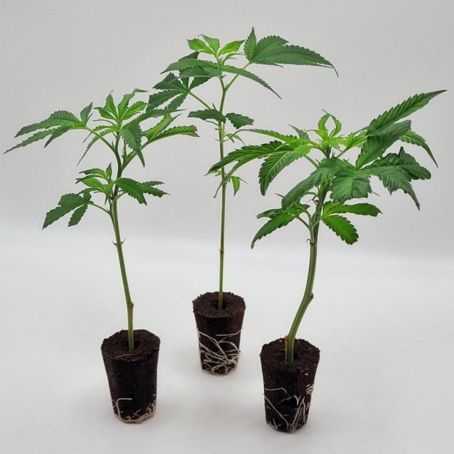 3er-Set bewurzelte Wedding Cake Stecklinge – gezüchtet von Static Plants