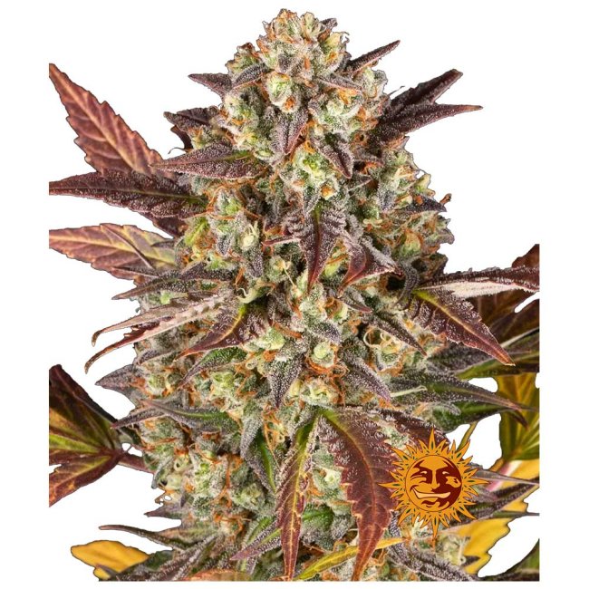 Nahaufnahme der Barney's Amnesia Haze Automatic Cannabispflanze mit harzigen dichten Buds und einer intensiven Trichomen-Bedeckung.