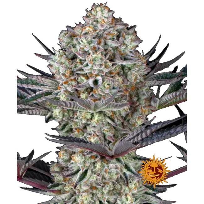 Nahaufnahme der Barney's Farm Dos Si Dos 33 Cannabispflanze mit extrem großen, harzigen und dichten Buds bedeckt mit Trichomen