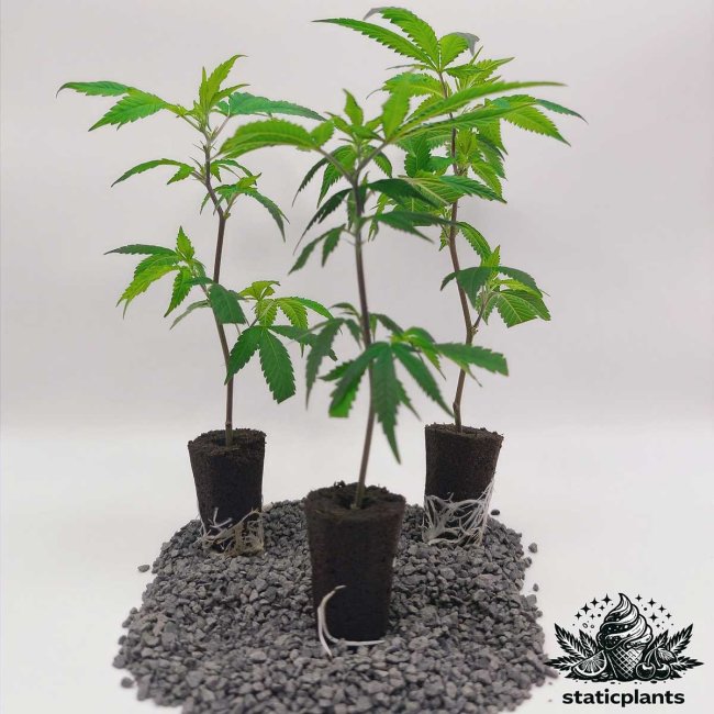 Barney’s Farm Lemon Cherry Gelato Stecklinge 3er-Set von Static Plants