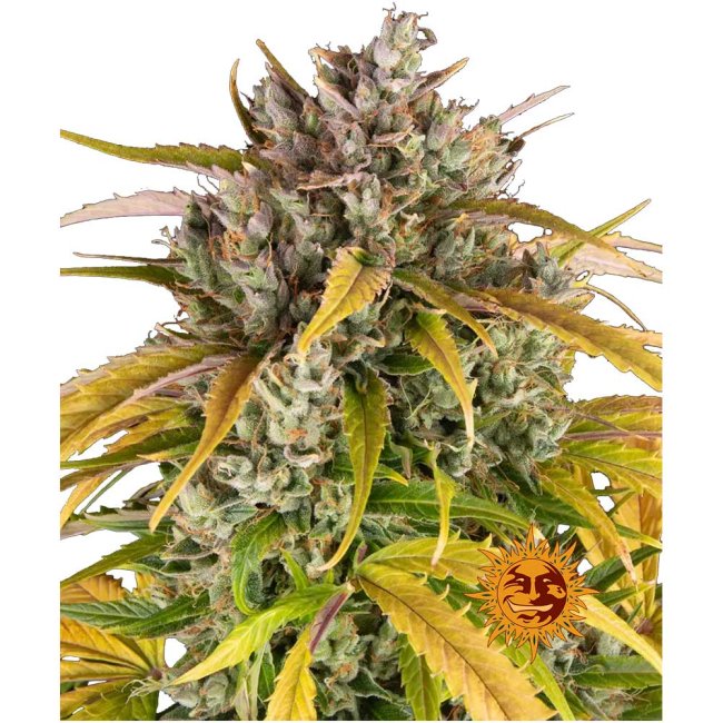 Nahaufnahme der Barney's Farm LSD Automatic Cannabispflanze mit großen, harzigen und dichten Buds bedeckt mit Trichomen.