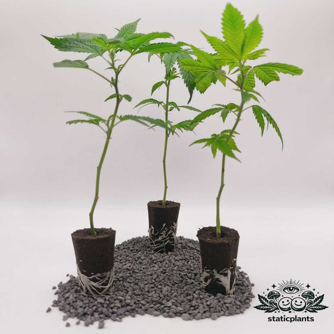 LSD Stecklinge 3er-Set von Static Plants