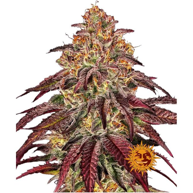 Nahaufnahme der Barney's Mimosa X Orange Punch Automatic Cannabispflanze mit harzigen dichten Buds und einer intensiven Trichomen-Bedeckung  und violett/roten Blättern.