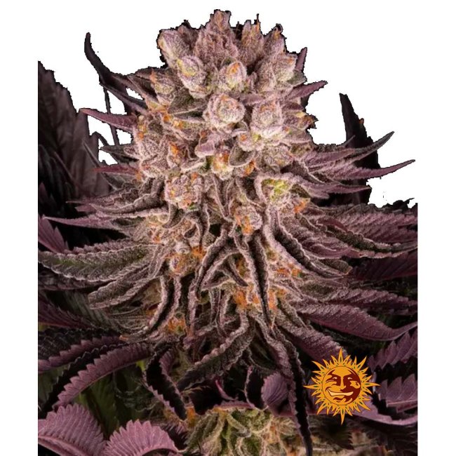 Nahaufnahme der Mimosa x Orange Punch von Barneys Farm zeigt einen Teil der Pflanze mit kräftigen Bud und intensiver Trichomen-Bedeckung.