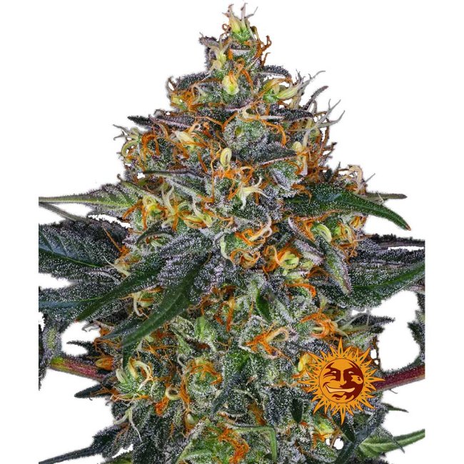 Nahaufnahme eines harzigen Moby Dick Auto Buds mit dichten, leuchtend grünen Blüten, orangefarbenen Härchen und einer dicken Schicht funkelnder Trichome.