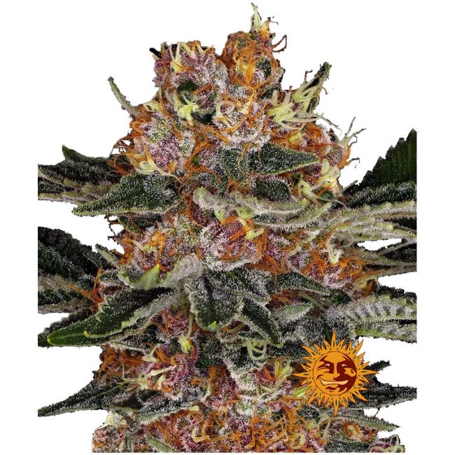 Nahaufnahme der Barney's Purple Punch Automatic Cannabispflanze mit harzigen dichten Buds und einer intensiven Trichomen-Bedeckung im satten grün und violetten nuancen.