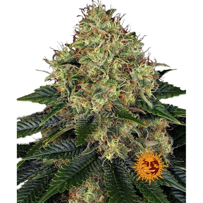 Nahaufnahme eines harzigen Skywalker OG Auto Buds mit dichten, dunkelgrünen Blüten, orangefarbenen Härchen und einer dicken Schicht glitzernder Trichome.