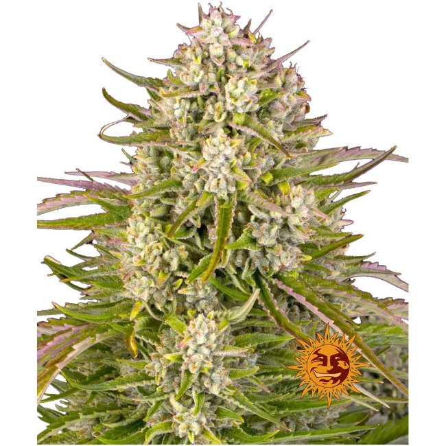 Nahaufnahme eines dichten, harzigen Wedding Cake Auto Buds mit schimmernden Trichomen, orangefarbenen Blütenstempeln und tiefgrünen Blättern.