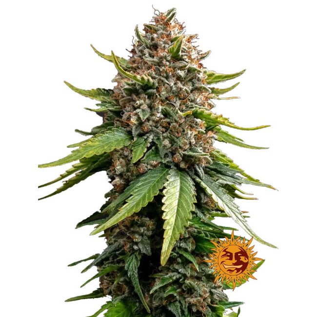 Nahaufnahme eines riesigen Buds der Barney's White Widow XXL Automatic Cannabispflanze bedeckt mit Trichomen.
