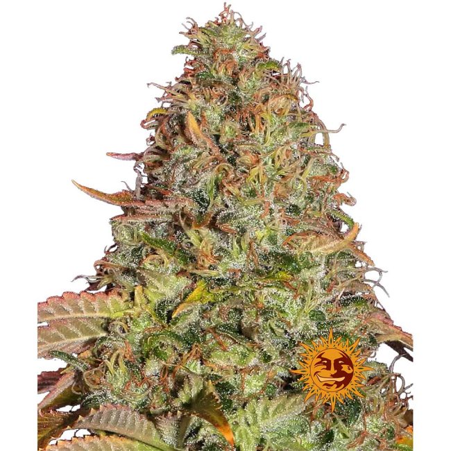 Nahaufnahme der Barney's Farm Zkittlez OG Automatic Cannabispflanze mit extrem großen, harzigen und dichten Buds bedeckt mit Trichomen