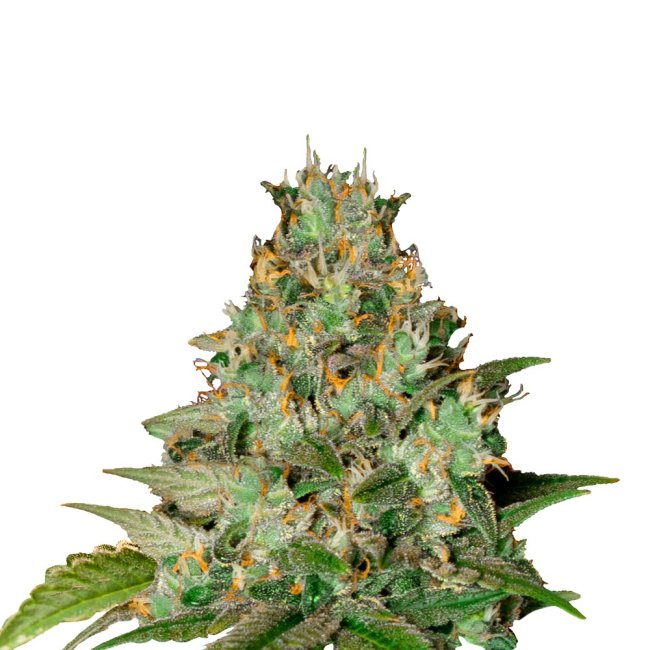 Bud Voyage Amnesia Bubba F1 Automatic Nahaufnahme eines Buds