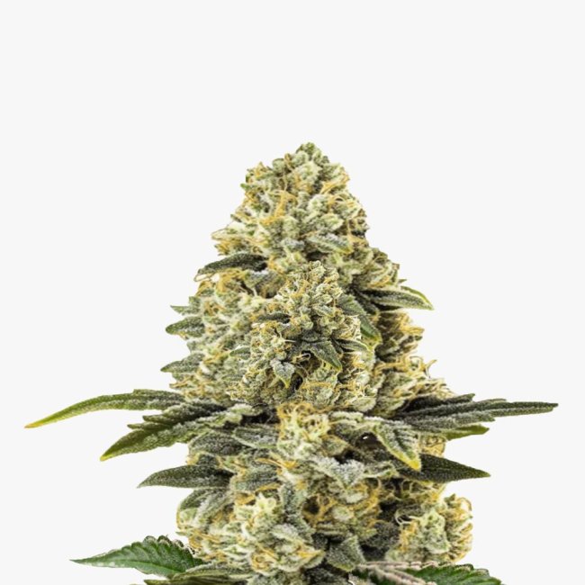 Bud Voyage Amnesia Haze F1 Automatic Bud in Nahaufnahme