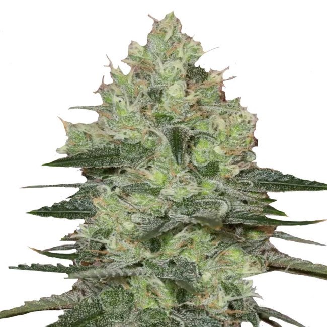 Bud Voyage Amnesia Haze Feminisiert Bud in nahaufnahme