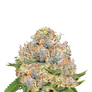 Nahaufnahme eines dichten BudVoyage Back 2 Future Feminisiert Buds – Harzige, trichomenreiche Blüte mit intensiven erdigen und zitrusartigen Aromen.