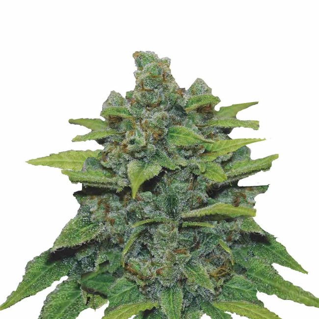 Bud Voyage Banana x Zkittlez Feminisiert Nahaufnahme eines Buds