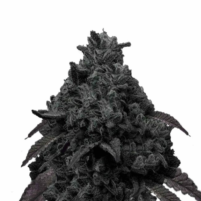 Bud Voyage Black Runtz Feminisiert Bud in Nahaufnahme