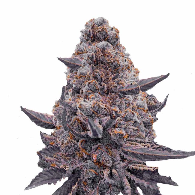 Bud Voyage Bubble Gum Sherb Feminisiert Bud in nahaufnahme