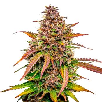 Nahaufnahme eines Bud Voyage Bubble Kush Cake Automatic Buds – Dichte, harzige Blüte mit erdigem & würzigem Aroma.