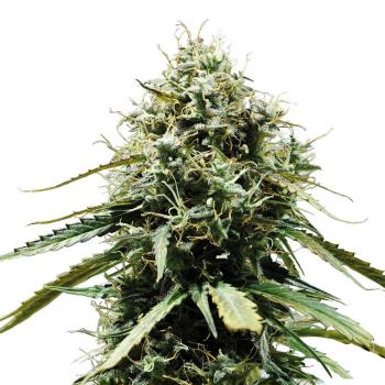 Nahaufnahme eines Bud Voyage Cherry Kiss Automatic Buds – Dichte, harzige Blüte mit intensivem Kirsch- & Beerenduft.