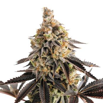 Nahaufnahme eines Bud Voyage Cookies Gelato Automatic Buds – Dichte, harzige Blüte mit süßem Cookie- & Honigaroma.