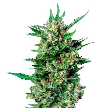 Nahaufnahme eines Bud Voyage Dwarf Voyage Automatic Buds – Dichte, harzige Blüte mit süßem Frucht- & Skunkaroma.