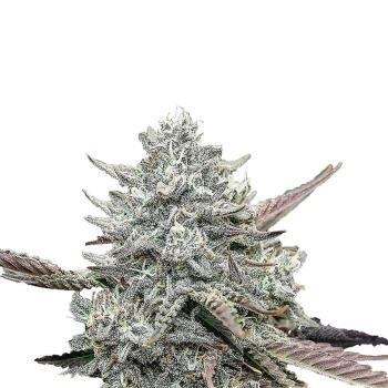 Nahaufnahme eines BudVoyage Fat Bastard Buds – Harzige, dichte Blüte mit leuchtenden Farben und intensivem Skunk-Aroma.