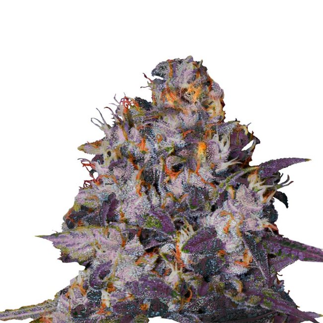 Bud Voyage Florida Sunrise Automatic Nahaufnahme eines Buds
