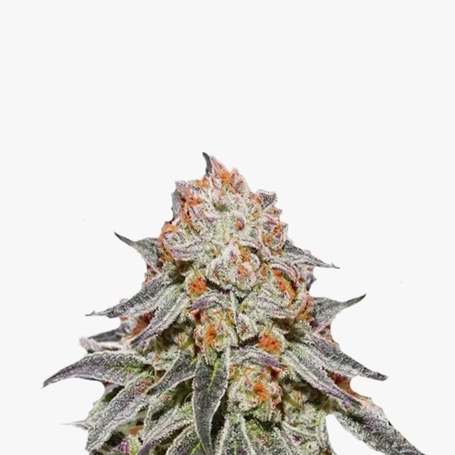 Bud Voyage Gelato x Purple Punch F1 Automatic Nahaufnahme eines Buds