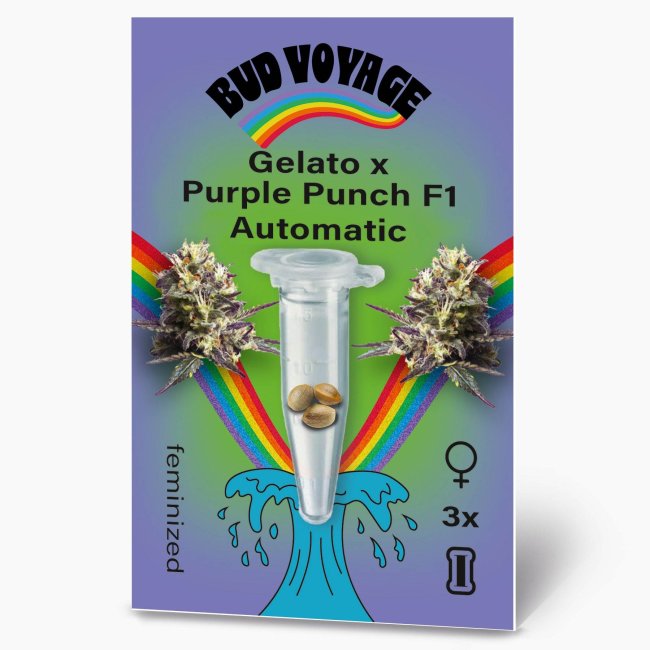 Bud Voyage Gelato x Purple Punch F1 Automatic Verpackung Vorderseite mit 3 Samen