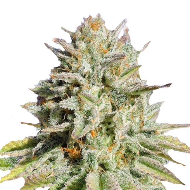 Bud Voyage Gorilla Glue #4 Feminisiert Bud in nahaufnahme