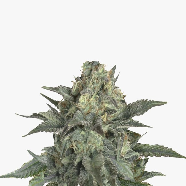 Nahaufnahme der Gorilla Glue F1 Automativ von Bud Voyage zeigt einen Teil der Pflanze mit kräftigen Bud und intensiver Trichomen-Bedeckung.
