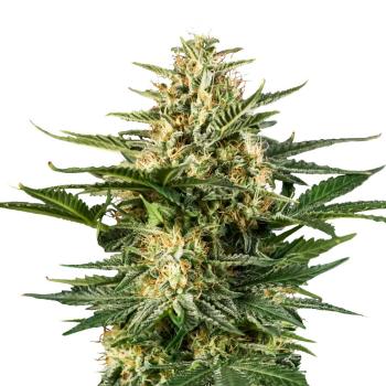 Green Gelato Automatic Bud von Bud Voyage – kompakter, harziger Cannabisblüten mit fruchtigem Aroma