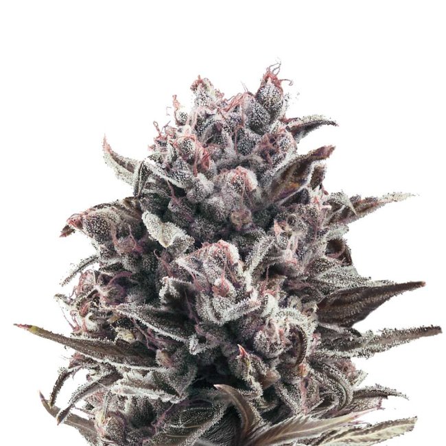 Bud Voyage Moonshine Cookies Automatic Bud in Nahaufnahme