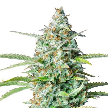 Bud Voyage Northern Lights Automatic