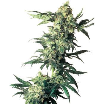 Nahaufnahme eines BudVoyage Northern Lights Feminisiert Buds – Dichte, harzige Blüte mit erdigem Zitrus- & Kräuteraroma.