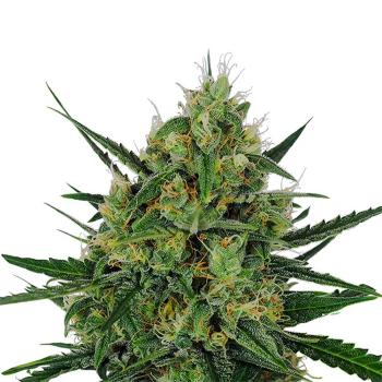 Nahaufnahme eines Bud Voyage PMS Painkiller CBD Automatic Buds – Harzige, dichte Blüte mit süßem Zitrusaroma und erdigen Noten.
