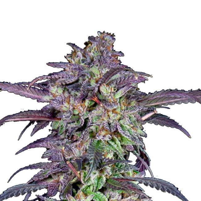 Bud Voyage PREMIUM US Candy Fumez x GAK Smoothie Nahaufnahme eines Buds