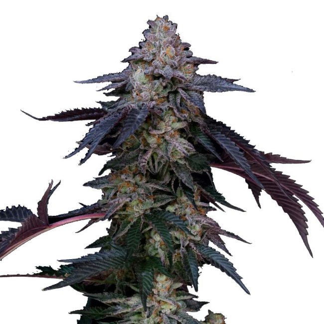 Bud Voyage PREMIUM US Rainbow Belts x Dulce de Uva Nahaufnahme eines Buds