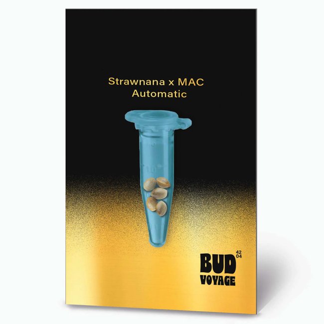 Bud Voyage PREMIUM US Strawnana x MAC Automatic Verpackungsvorderseite mit 5 Samen