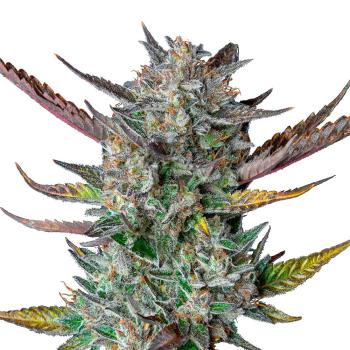 Nahaufnahme eines dichten Purple Punch Automatic Buds – Harzige, violett schimmernde Blüte mit intensiver Trichomen-Bedeckung und süßem Beerenaroma.